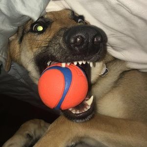 Meet your Posher, Morgan